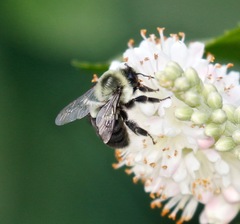 Bombus impatiens