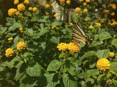 Iphiclides podalirius