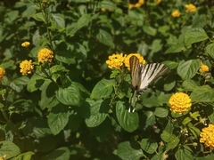 Iphiclides podalirius