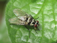 Limnophora obsignata