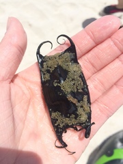 Rostroraja eglanteria