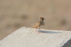 Mirafra erythroptera