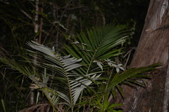Archontophoenix alexandrae