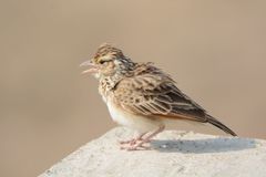 Mirafra erythroptera