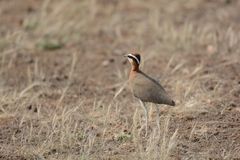 Cursorius coromandelicus