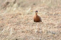 Cursorius coromandelicus