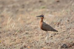 Cursorius coromandelicus