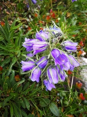 Campanula alpina