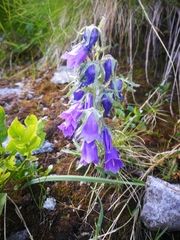 Campanula alpina