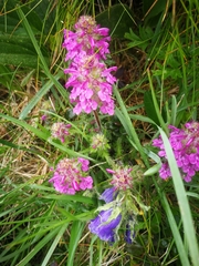 Pedicularis verticillata