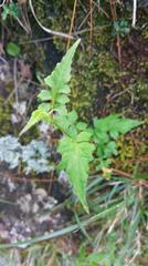 Senecio scandens incisus