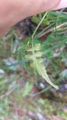 Senecio scandens incisus