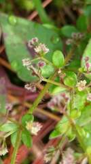 Galium formosense