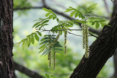 Pterocarya macroptera