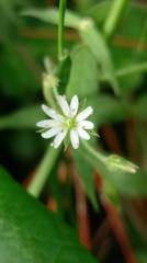 Stellaria vestita