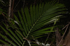 Archontophoenix alexandrae