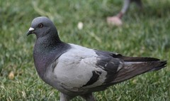 Columba livia