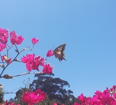 Papilio machaon