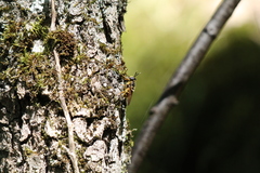 Callicera