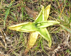 Pinguicula grandiflora