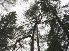 Cronartium flaccidum