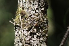 Callicera