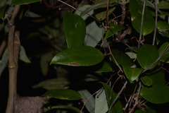 Smilax glyciphylla