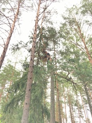 Cronartium flaccidum