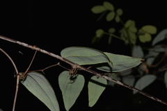 Smilax glyciphylla