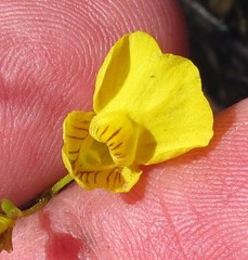Utricularia intermedia