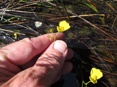 Utricularia intermedia