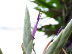 Tillandsia streptophylla