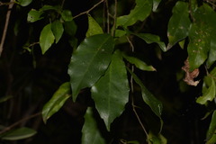 Elaeocarpus obovatus