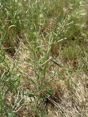 Atriplex intracontinentalis