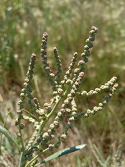 Atriplex intracontinentalis
