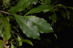 Elaeocarpus obovatus