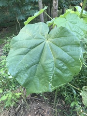 Abutilon theophrasti