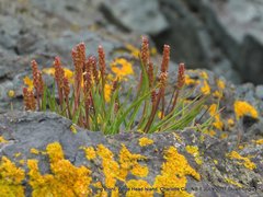 Plantago maritima juncoides