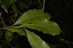 Elaeocarpus obovatus