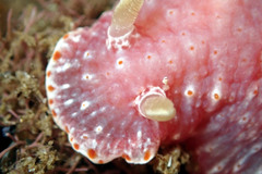 Goniobranchus epicurius