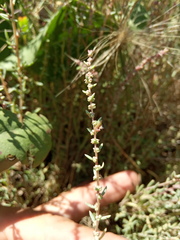Suaeda acuminata