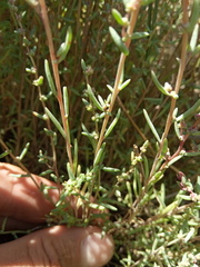 Suaeda acuminata