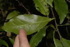 Elaeocarpus obovatus