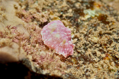 Goniobranchus epicurius