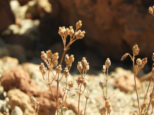 Silene nocteolens image