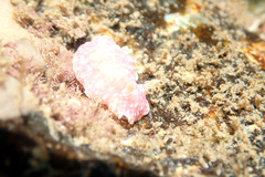 Goniobranchus epicurius