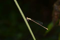 Aciagrion pallidum