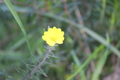 Hibbertia exutiacies