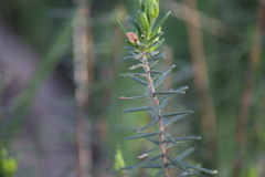 Hibbertia exutiacies