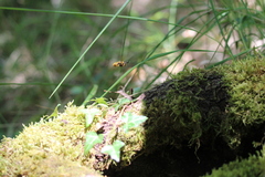 Callicera
